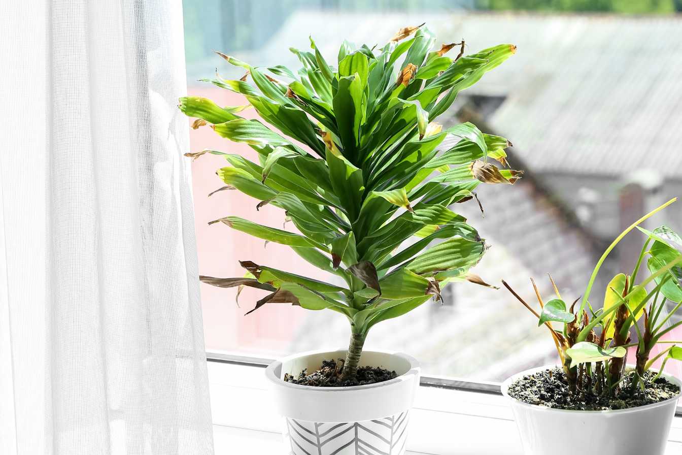 faut-il-couper-le-bout-des-feuilles-marron-2