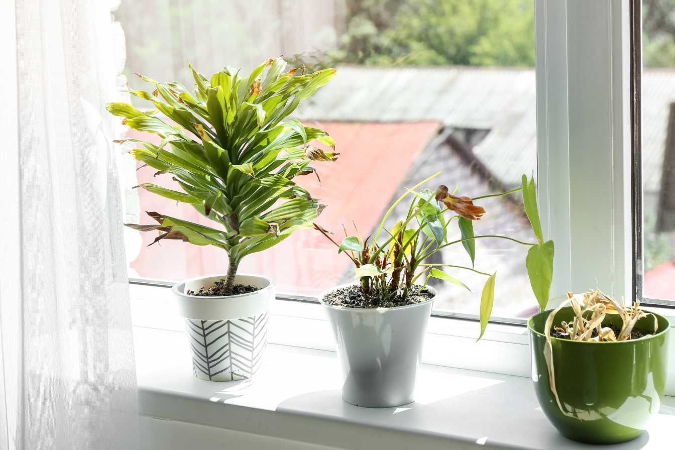 faut-il-couper-le-bout-des-feuilles-marron-3